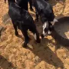 دواغير