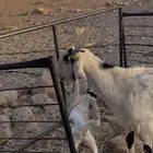 للبيع متابيع
