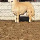 فحل حري صنف مشروط