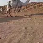خلفه سنه سديس