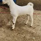 مشروع بيشي ابرص