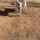 غنم حريات دفيع ثنتين