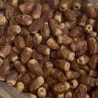 صقعي كراتين كبار