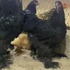 براهمه
