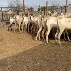 تيوس