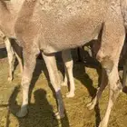 قعود اشقح كفو توه جاي من البر