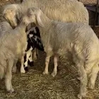 خروف مشروع فحل اصفر