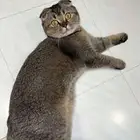 قطط بس سكوتش