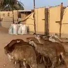 جذعان سواكن