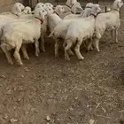 للبيع رخال مقنوي طيبه