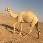 قعود كحيلاني جده الكنق بعير الطهيمي