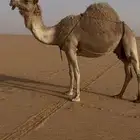 خلفات للبيع
