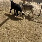 دواغير نجد شرط