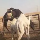 قعدان العدد 3 الموقع الصداوي التواصل واتساب