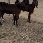 معزا مصريات 3