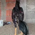 ديك شامو ياباني