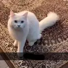 قطط شرازي