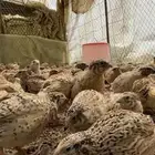 سمان فري مريعي تربيه وذبح