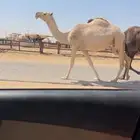 لقحه شقحا طيبه لقحه على بعير طيب