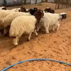 ذبيحتك توصلك لبيتك
