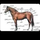 يتوفر غرف ايواء خيل بإسطبل بروق بحريملاء