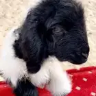 نعيميه داغوره