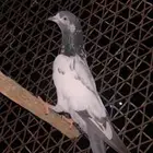 حمام باكستاني تيدي
