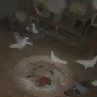 حمام لاحم عشه ثنتين حمام نظيف
