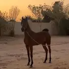 مهره واهو حفيده مروان الشقب