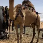 خلفه حمرا هديه