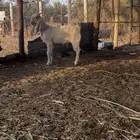 تيس