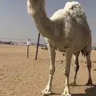 لقحه ماخض عفرا