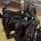 بيع تيوس تفريد