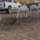 خروف حري