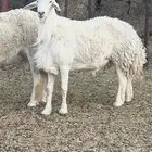فحل حري مشروط