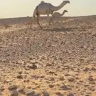 نياق