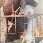 مطافيل 5 معهن 8 فيه جذعه ورباعيه و3 تمات