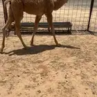 قعود حليب شحم