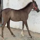 مهرة عربيه اصيل