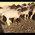 جذعات نعيم مقاني.