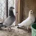 جوز زاجل قرزل ( سباق )