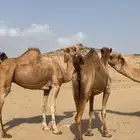 ابل نياق سواحل(( تم البيع ))