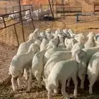 بهم تربيه شكل وشعره كفوو