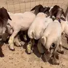 للبيع جذعات نعيم مضاريع