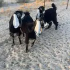 3 جفار عطر مقناي