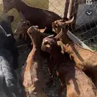 تييوس عرسس