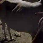 بقره