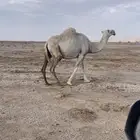 للبيع العشرا اطيبه