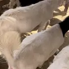 16 تيس سمان ونظيفه