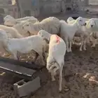 البيع غنم مراح واحد الاعمار من ثنيه الي تامه العدد 28
